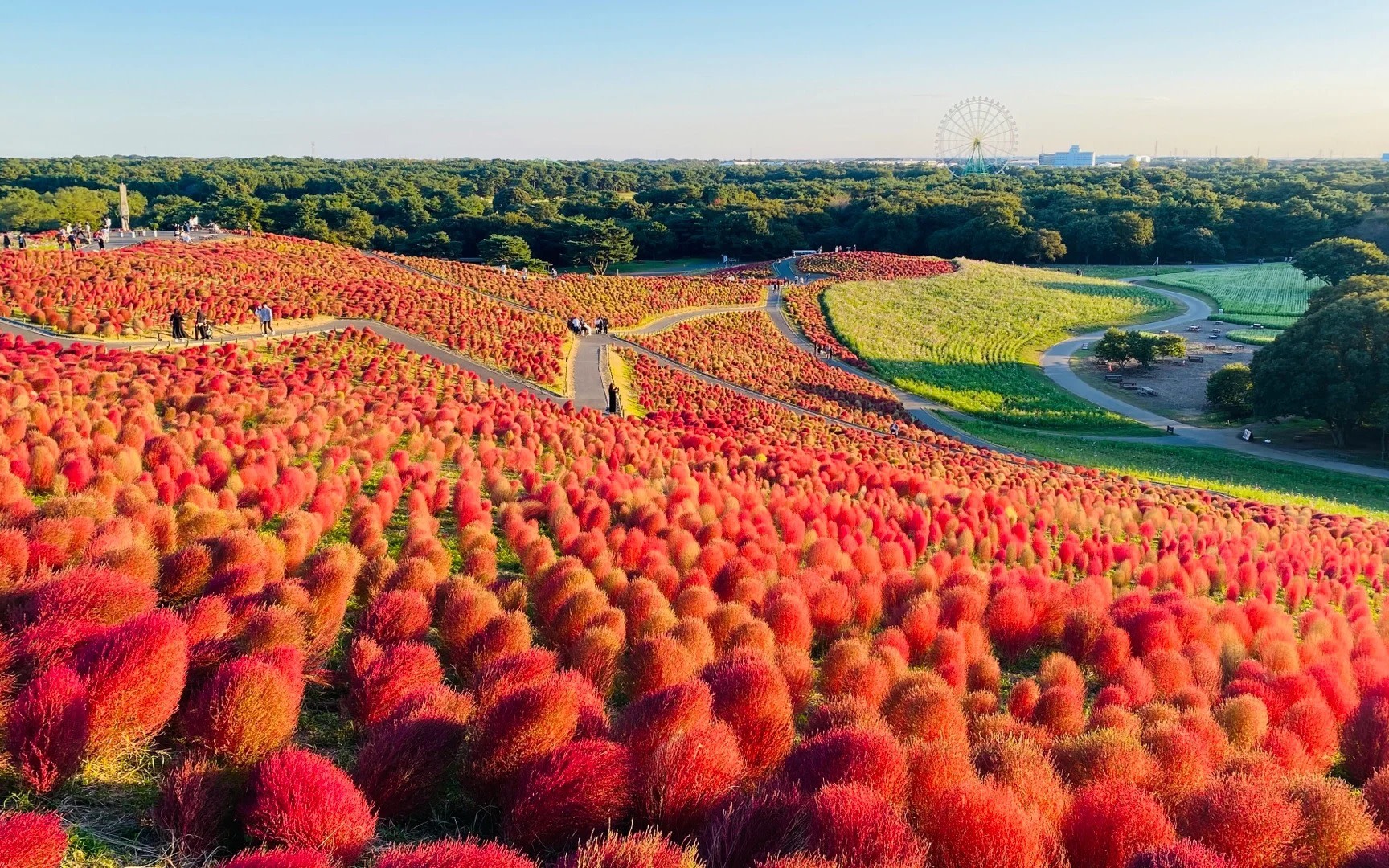Tokyo Ashikaga Flower Park & Hitachi Seaside Park Full-Day Tour