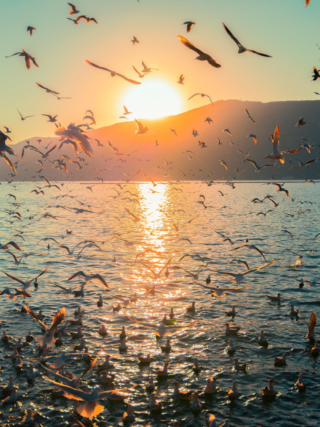 每年冬天的這個時候
滇池便不再是湖,而是海鷗的舞臺 每年冬天的這個時候
滇池便不再是湖,而是海鷗的舞臺