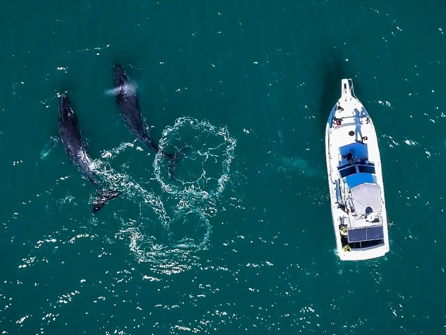 Experience the thrill of whale-watching in Rio prime season runs June through August