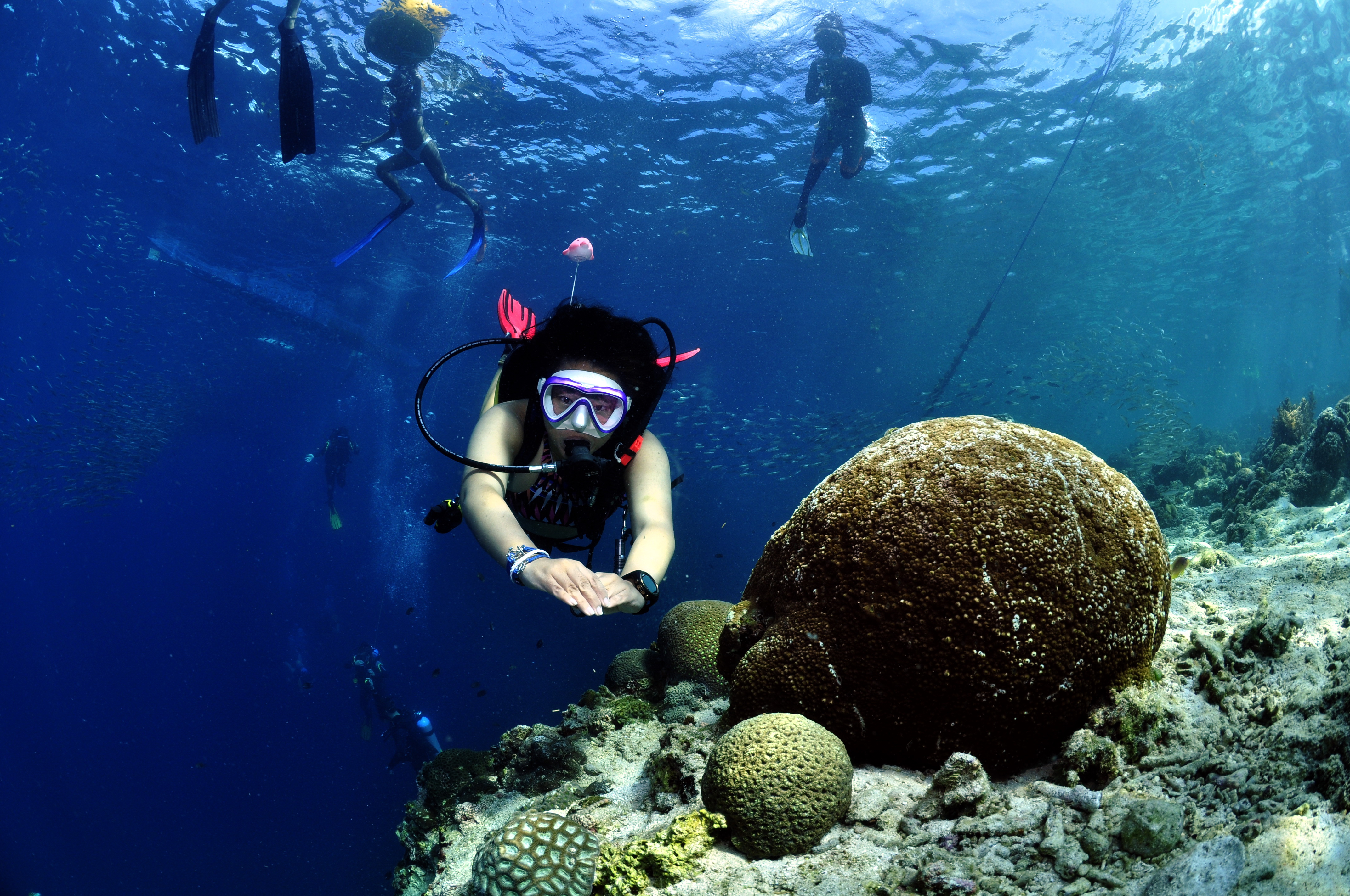 PADI Open Water Diver in Moalboal with PADI 5 Star CDC