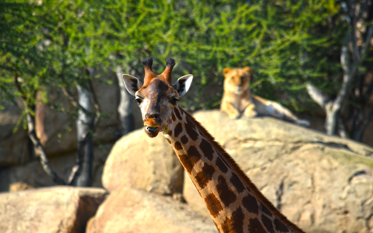 優雅的長頸鹿探索著平原，它們高昂著脖子，好奇地張望著。