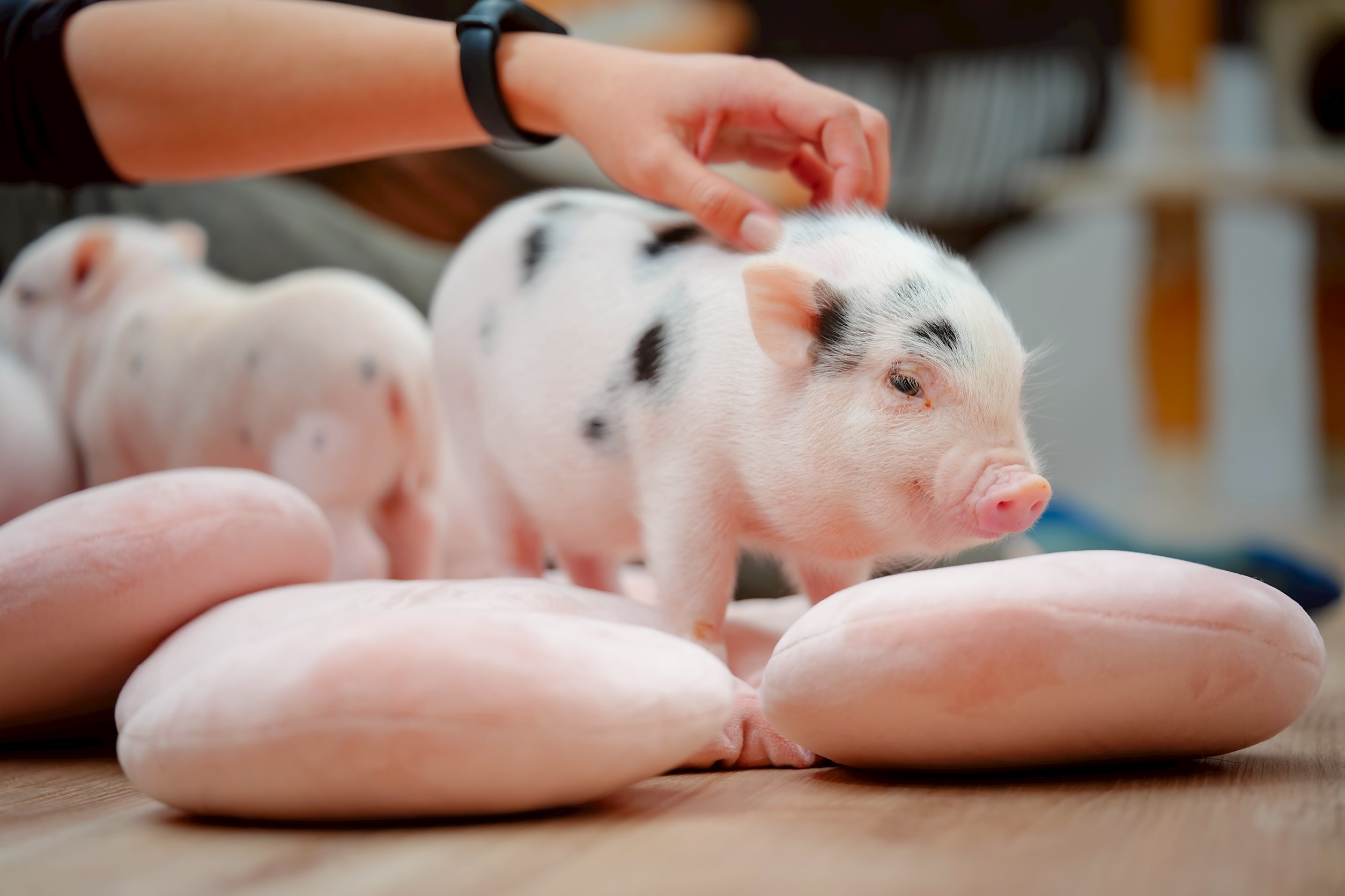 宜蘭蘭陽動植物王国門票