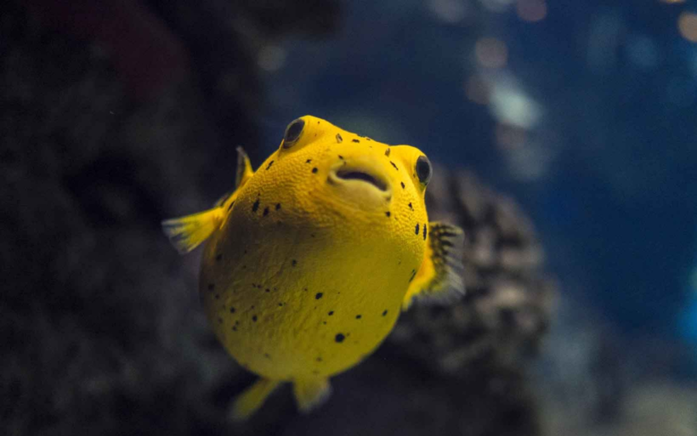 一隻鮮黃色的河豚好奇地懸浮在平靜的水中,展示著大膽的圖案。 一隻鮮黃色的河豚好奇地懸浮在平靜的水中,展示著大膽的圖案。