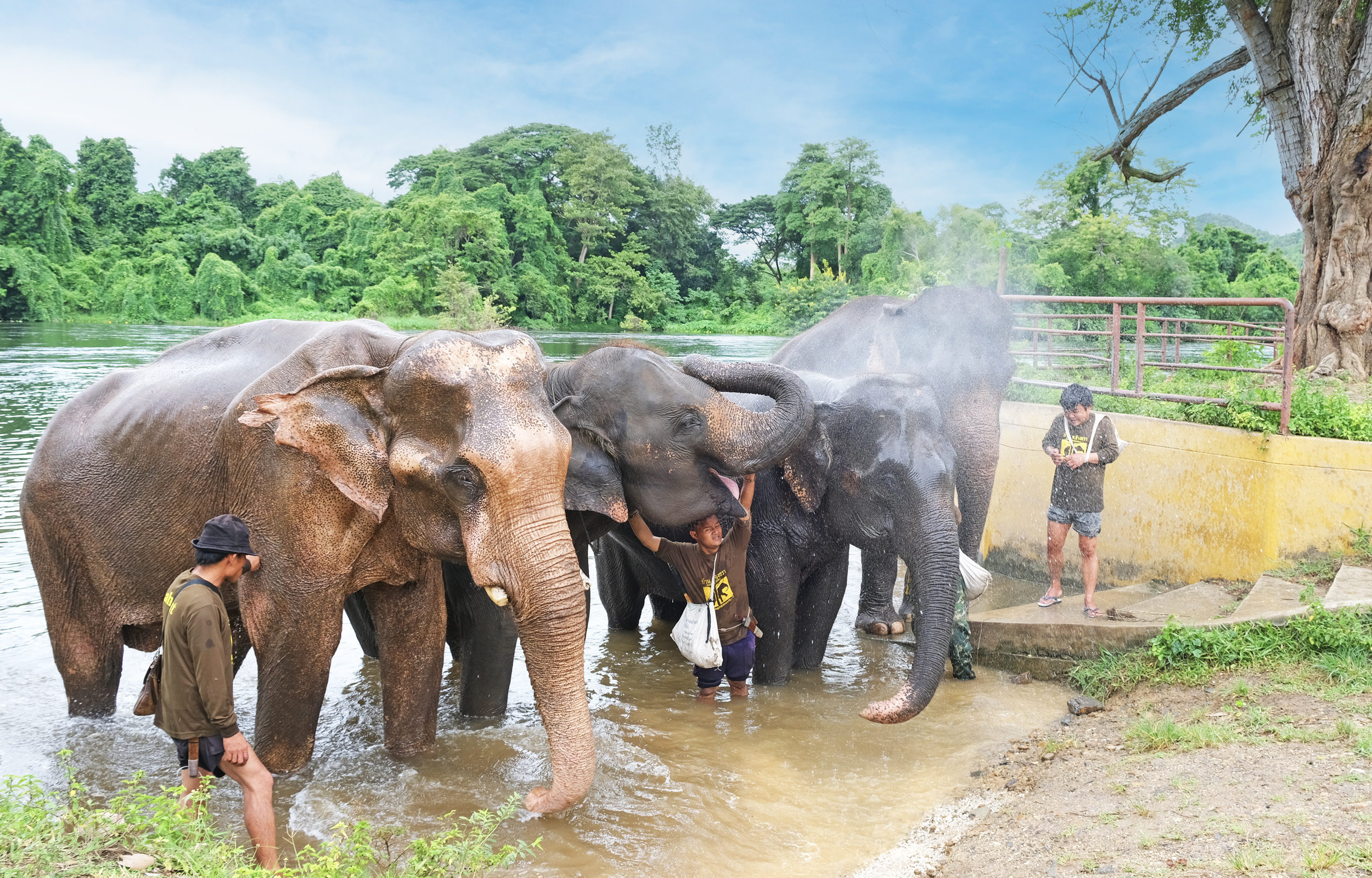 Kanchanaburi Elephant World Private Transfer From Bangkok