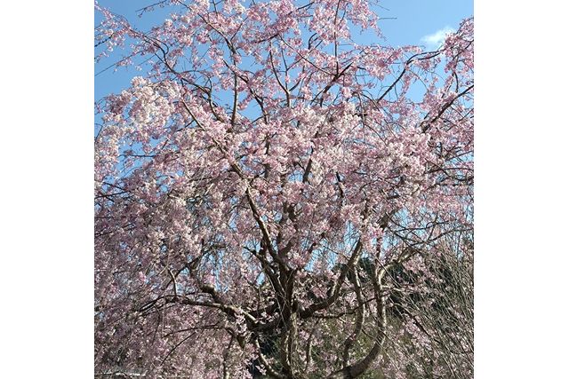 偕樂園門票（茨城）