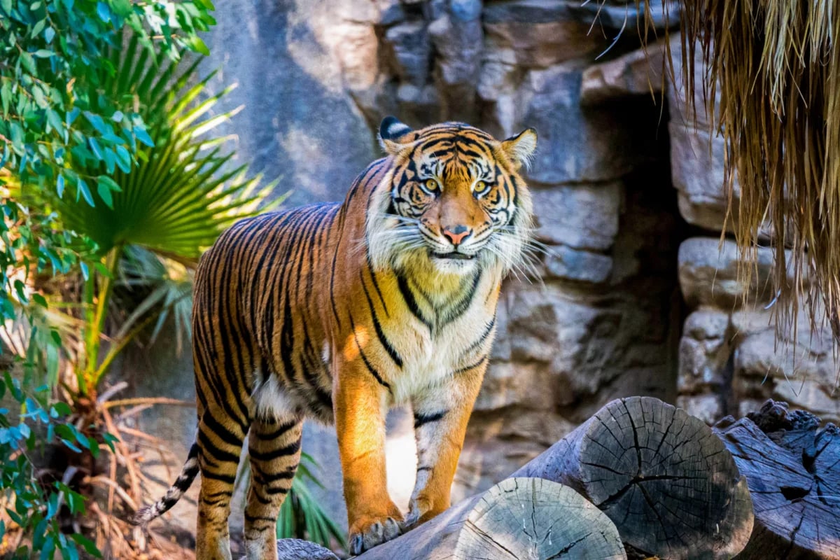 雪梨塔龍加動物園套票（渡輪船票＆動物園門票）