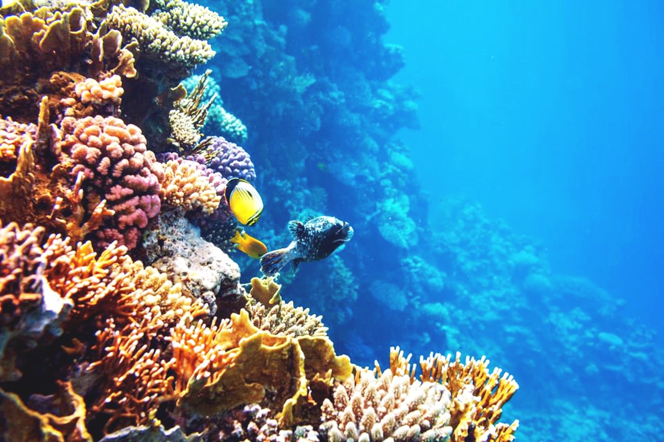 從洪加達出發的橙灣浮潛及午餐一日遊