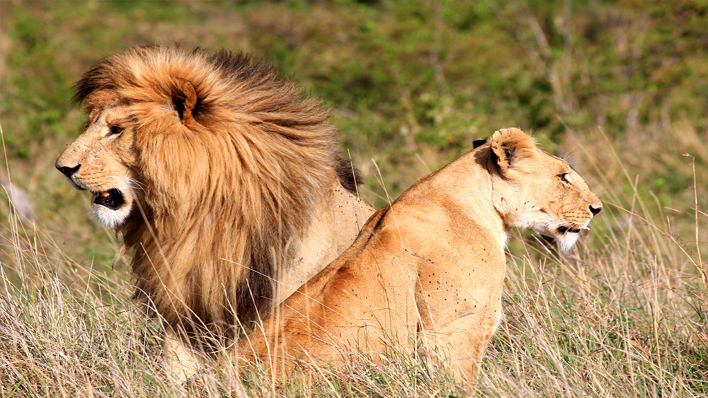 Best of Kenya: 6-Day Guided Safari to Amboseli, Nakuru & Masai Mara