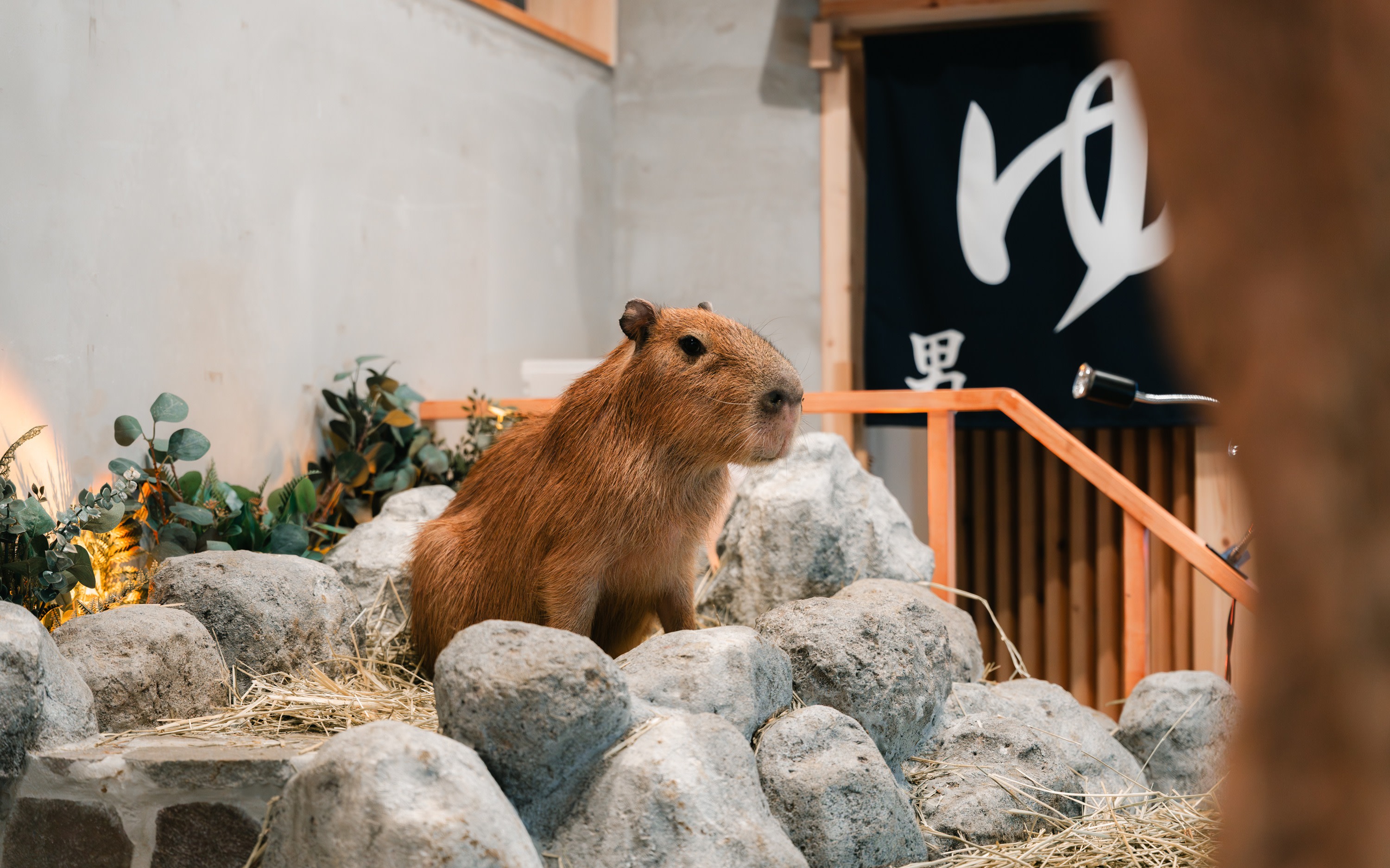 【Tokyo Harajuku】Capybara cafe Moffu