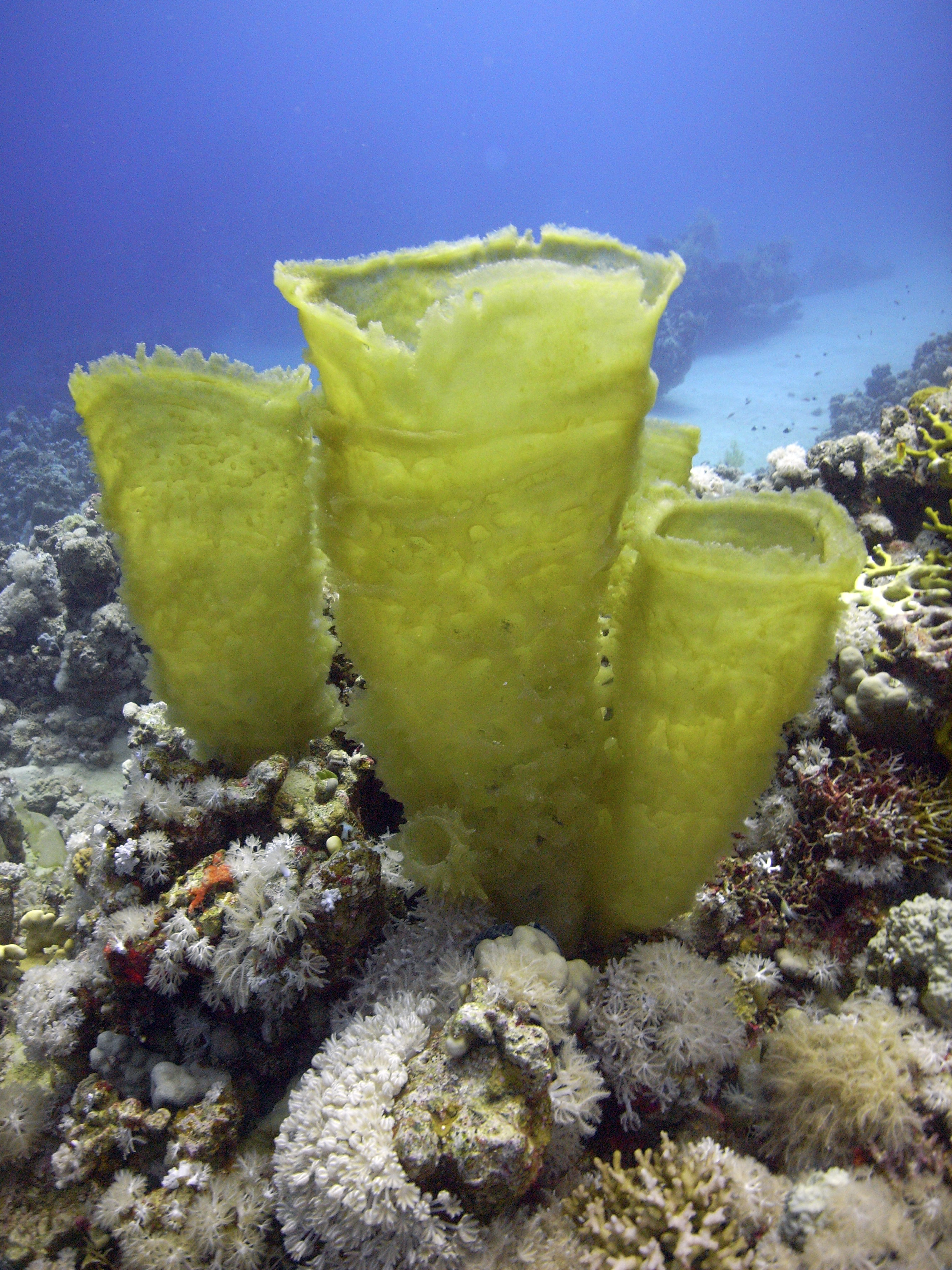 停泊羣島5次趣味潛水體驗（PADI五星級CDC）