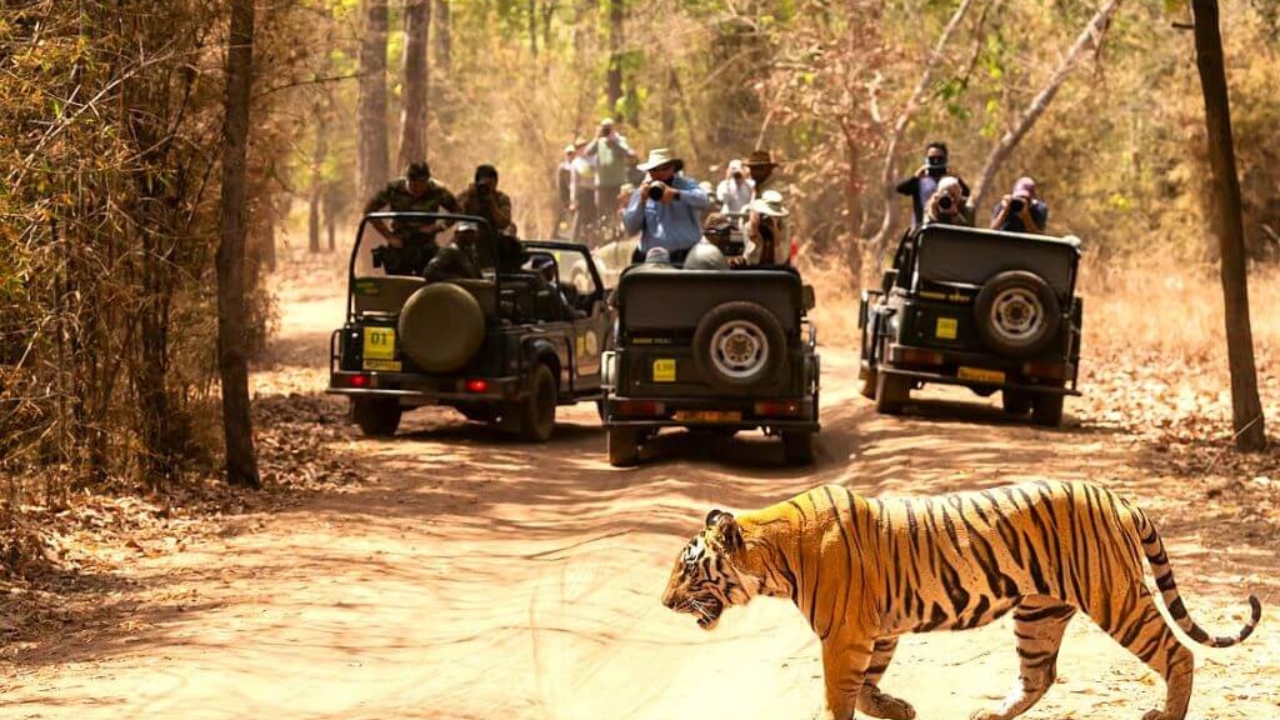 From Delhi: 3 Days Tour of Ranthambore Tiger safari