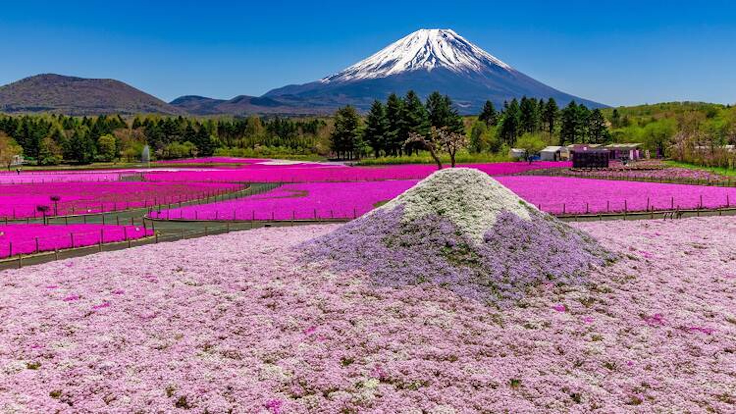 5天4夜日本東京-山梨縣-富士山-成田往返胡志明市之旅