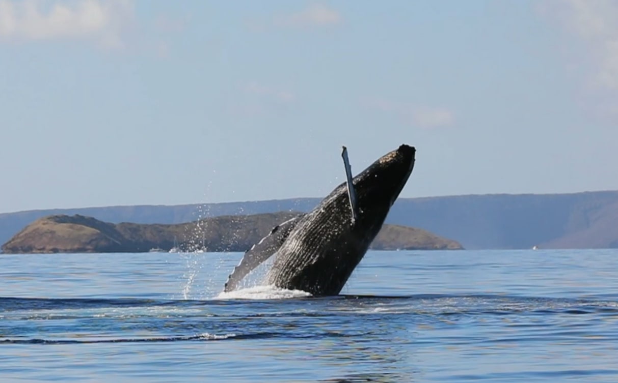 Sunset Dinner & Whale Watch Cruise in Maui