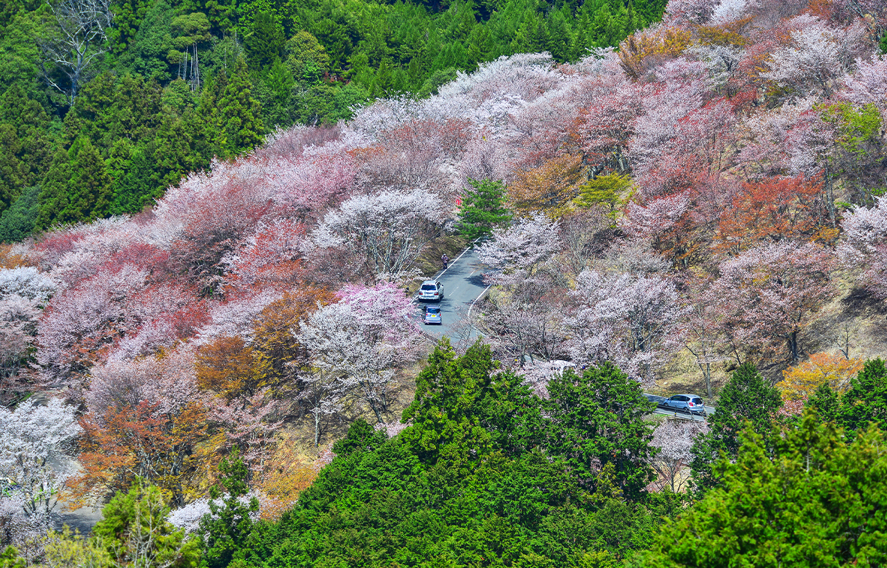 櫻花季限定｜奈良公園·東大寺·吉野山千本櫻一日遊｜大阪出發