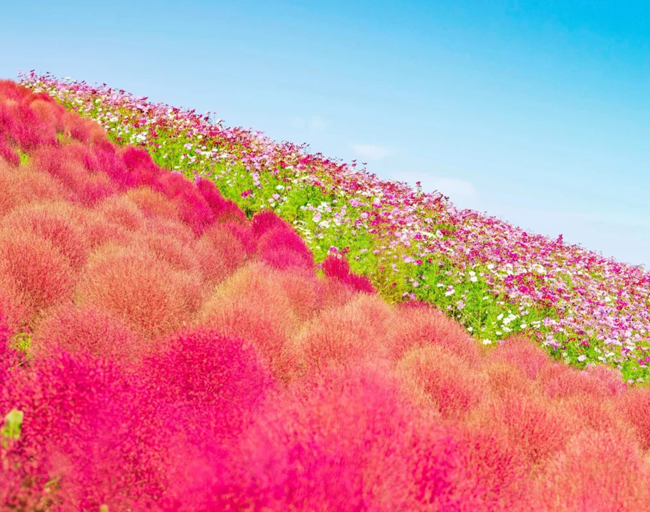 [Ibaraki Flower Sea and Food Perfect Encounter Day Tour] Oarai Isosaki Shrine, Nakaminato Seafood Market, Hitachi Seaside Park | Depart from Tokyo