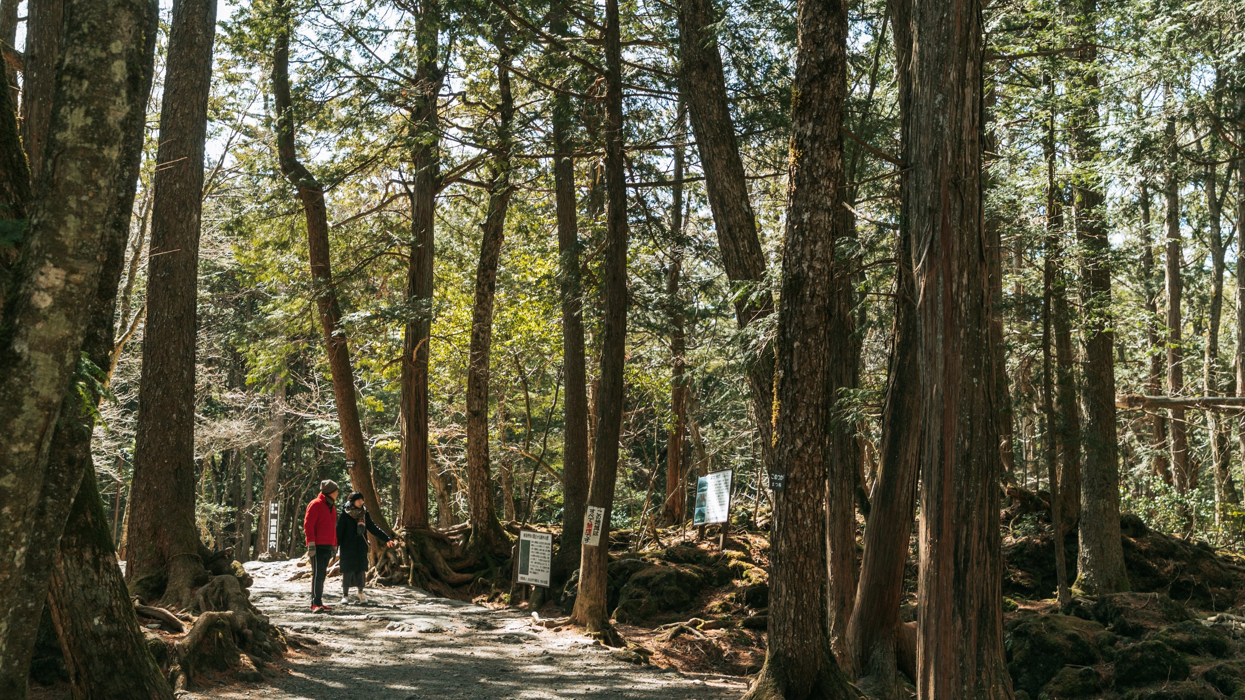 Mount Fuji & Aokigahara One-day Hidden Gems Tour