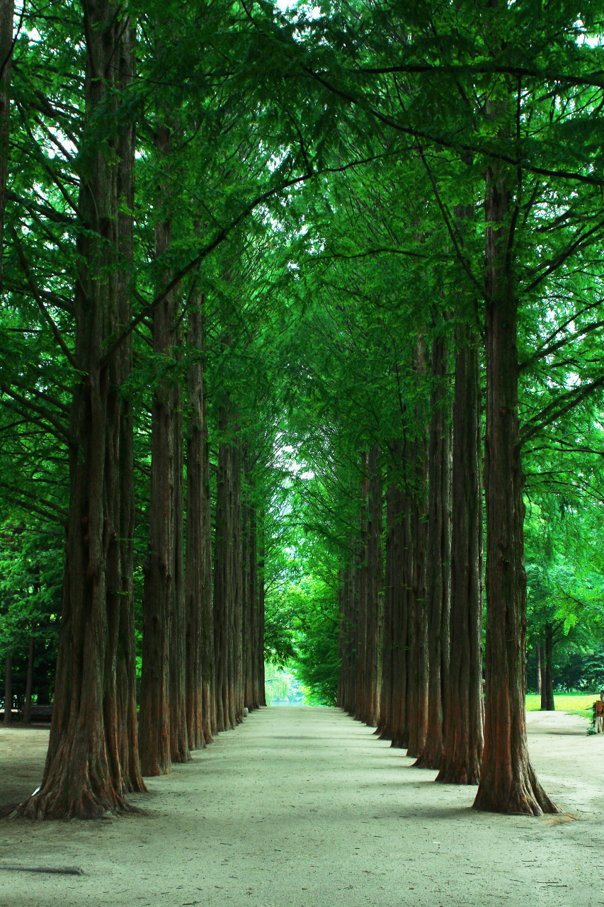 綠樹成蔭的大道營造出寧靜的步行環境,非常適合慢活旅行。 綠樹成蔭的大道營造出寧靜的步行環境,非常適合慢活旅行。