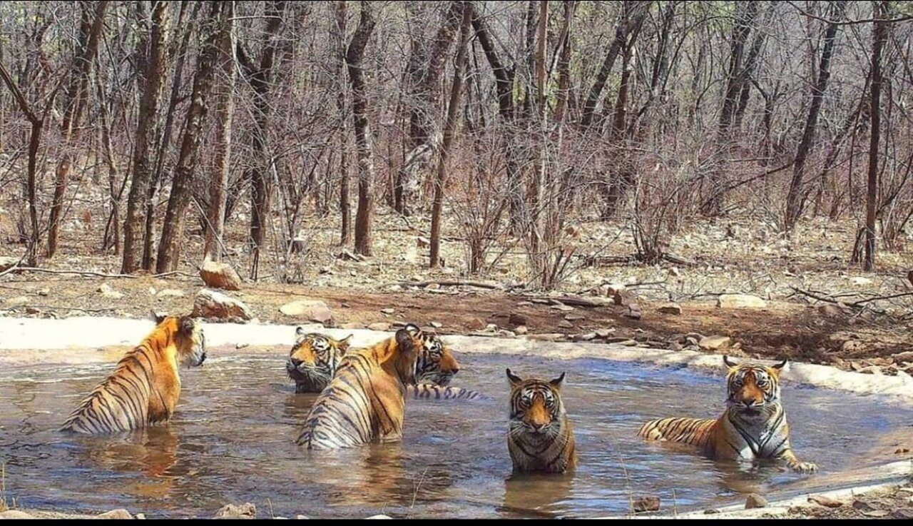 From Jaipur/Agra: Ranthambore Tiger Safari Adventure