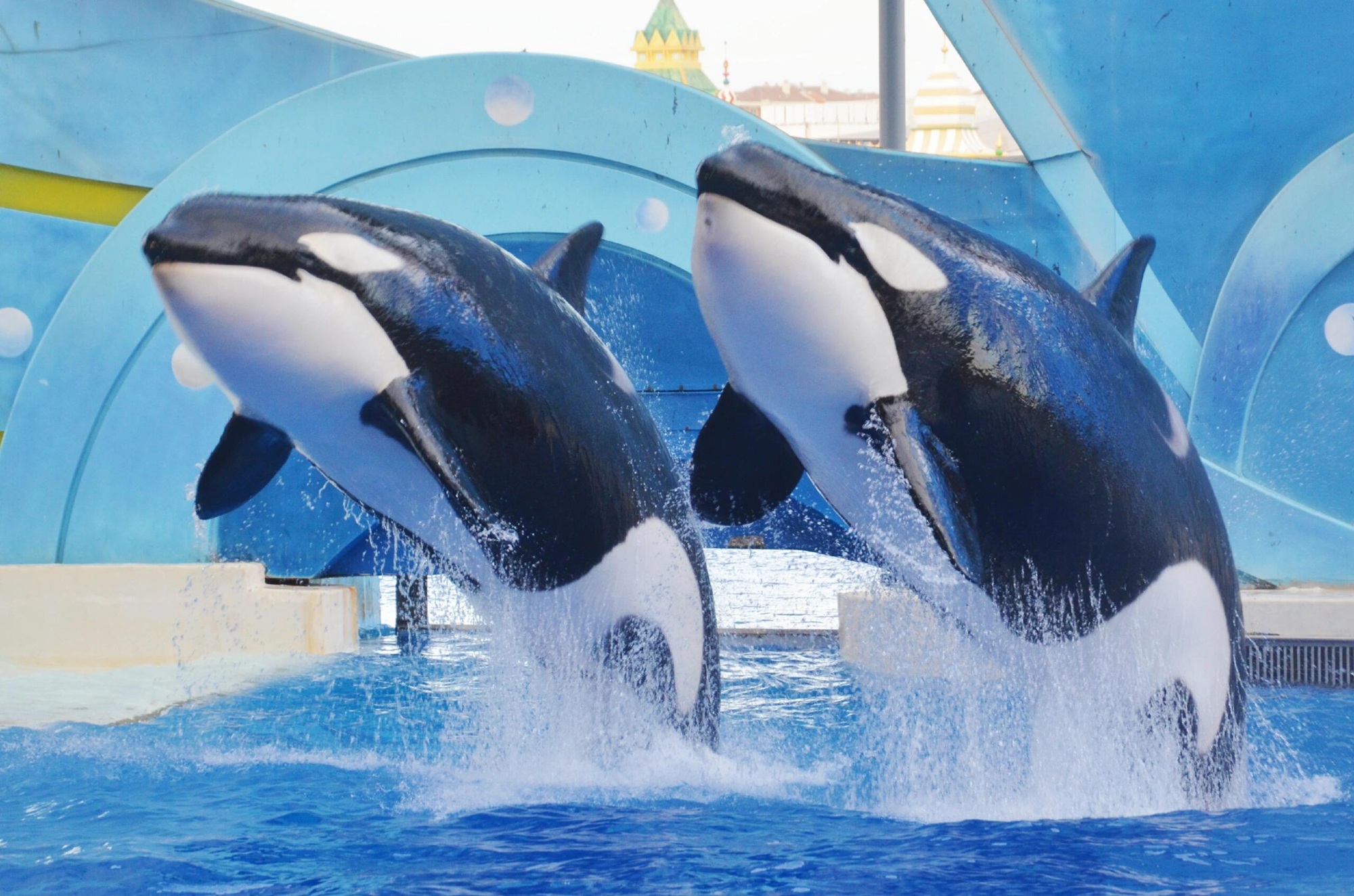 One-day tour of Shanghai Haichang Ocean Park (Killer Whale Show + Dolphin Adventure + Dream Journey of Blue Planet + Ocean World + Fairy Tale and Heartbeat + Dream Ocean Adventure + Tenderness and Fantasy of the Ocean + Round Trip from Shanghai)