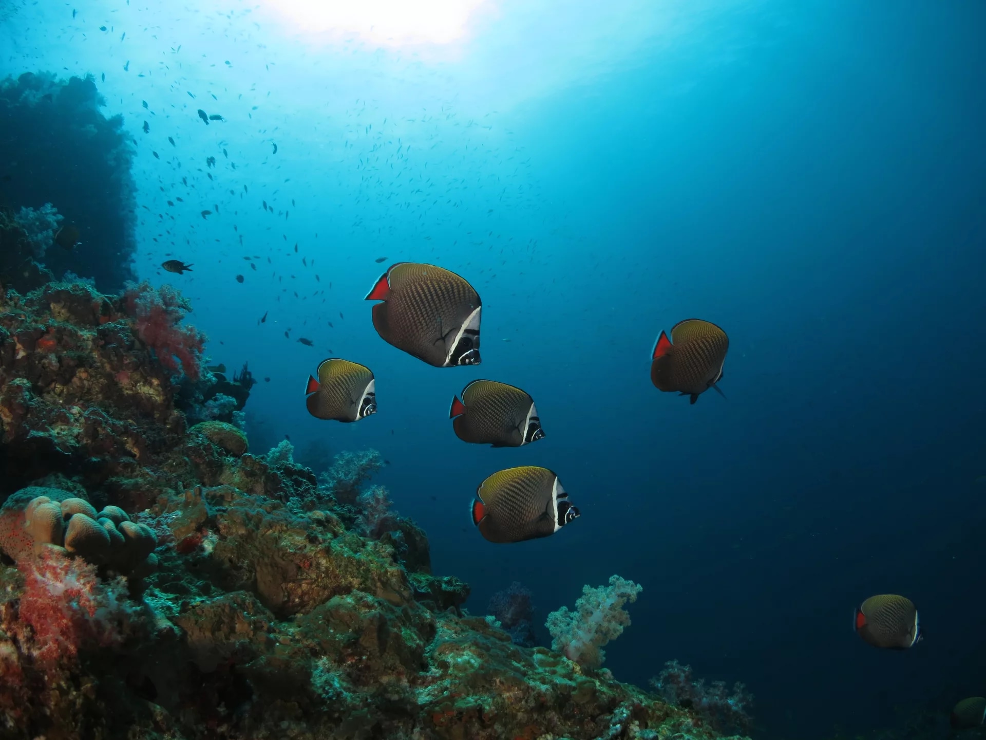 馬布島 PADI 五星潛水中心潛水進階開放水域潛水員課程