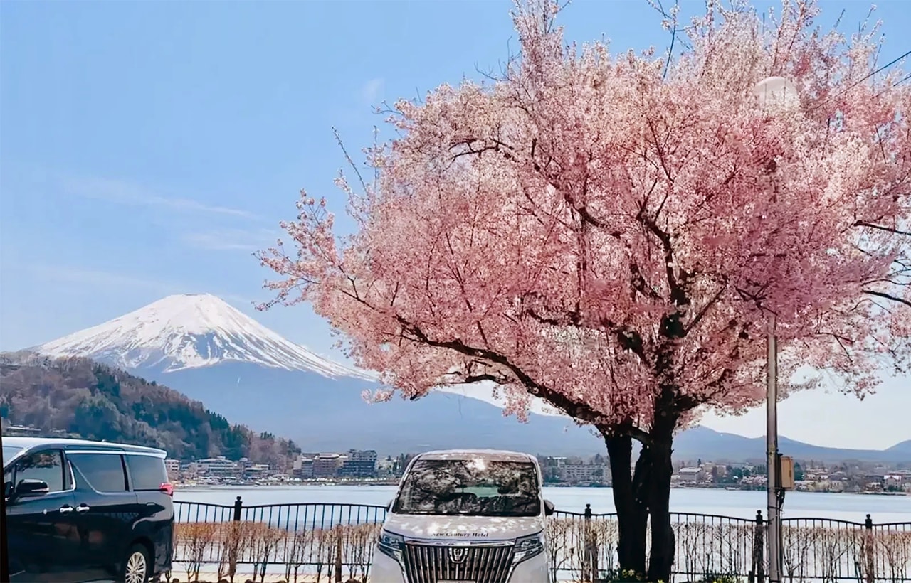 春季限定的櫻花盛宴，湖北岸區域是同時拍攝富士山、湖泊與櫻花的經典機位🌅。每年4月初櫻花盛開時舉辦祭典🎐，粉櫻與雪頂富士構成標誌性的日本春景畫卷🎨。