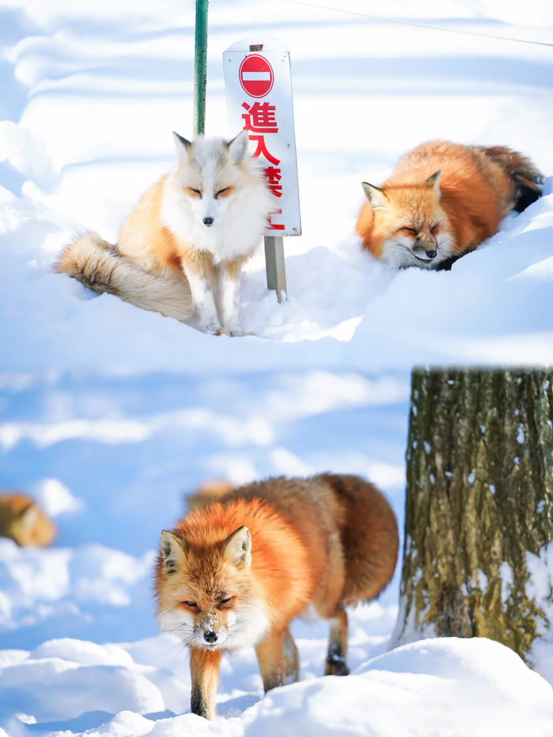 宮崎藏王狐狸村 宮崎藏王狐狸村