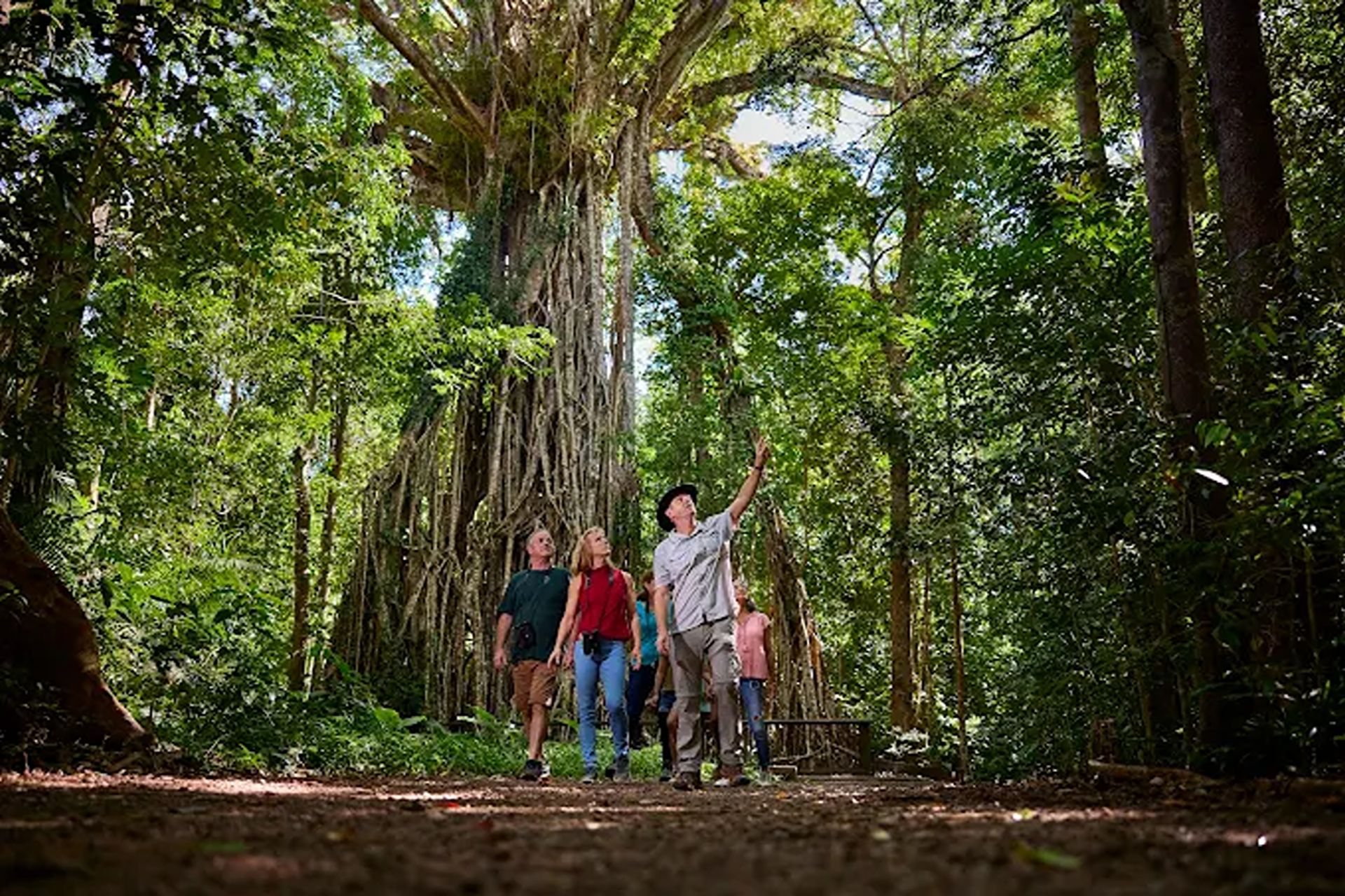 探索大教堂無花果樹的古老之美,以及其宏偉壯觀的 600 年樹根。 探索大教堂無花果樹的古老之美,以及其宏偉壯觀的 600 年樹根。