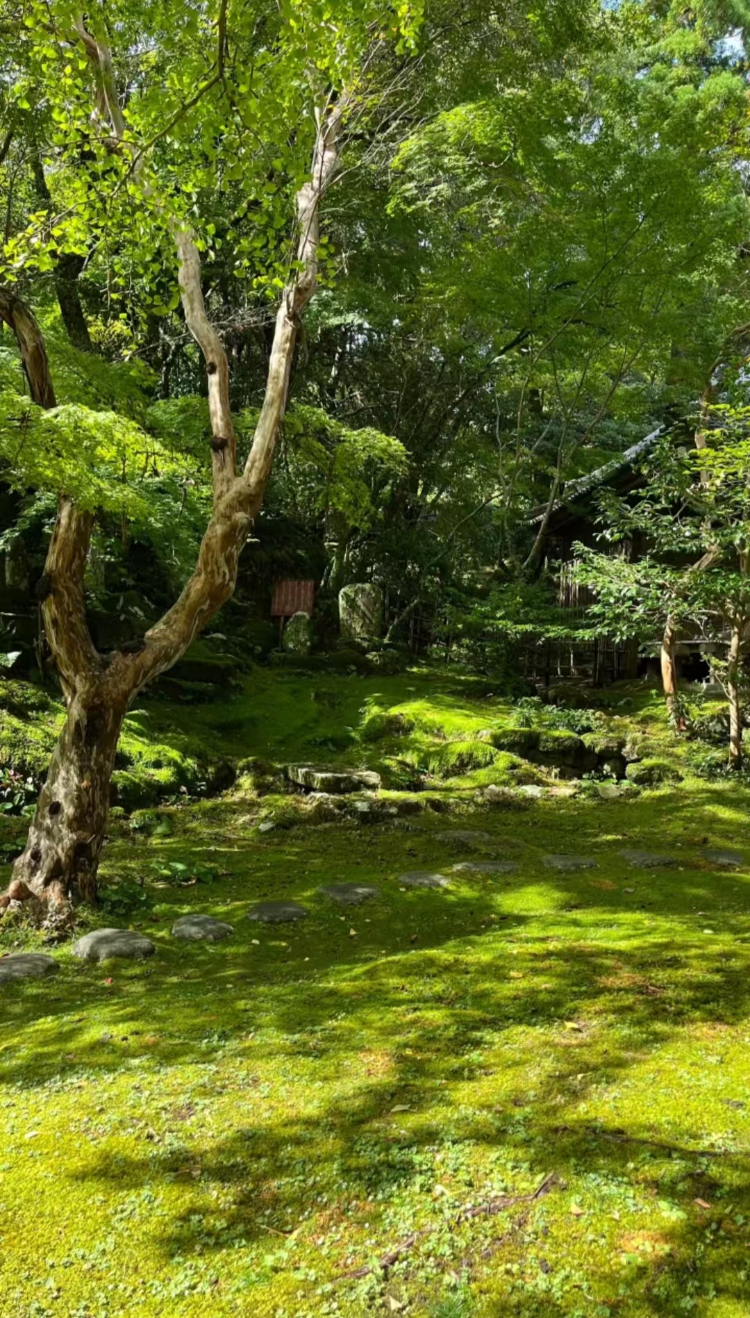 別錯過高知牧野植物園!一邊是奇花異草的浪漫秘境,一邊是山海相依的壯闊景緻,逛園、拍照、吸氧一站式搞定,日系旅行氛圍感直接拿捏! 別錯過高知牧野植物園!一邊是奇花異草的浪漫秘境,一邊是山海相依的壯闊景緻,逛園、拍照、吸氧一站式搞定,日系旅行氛圍感直接拿捏!