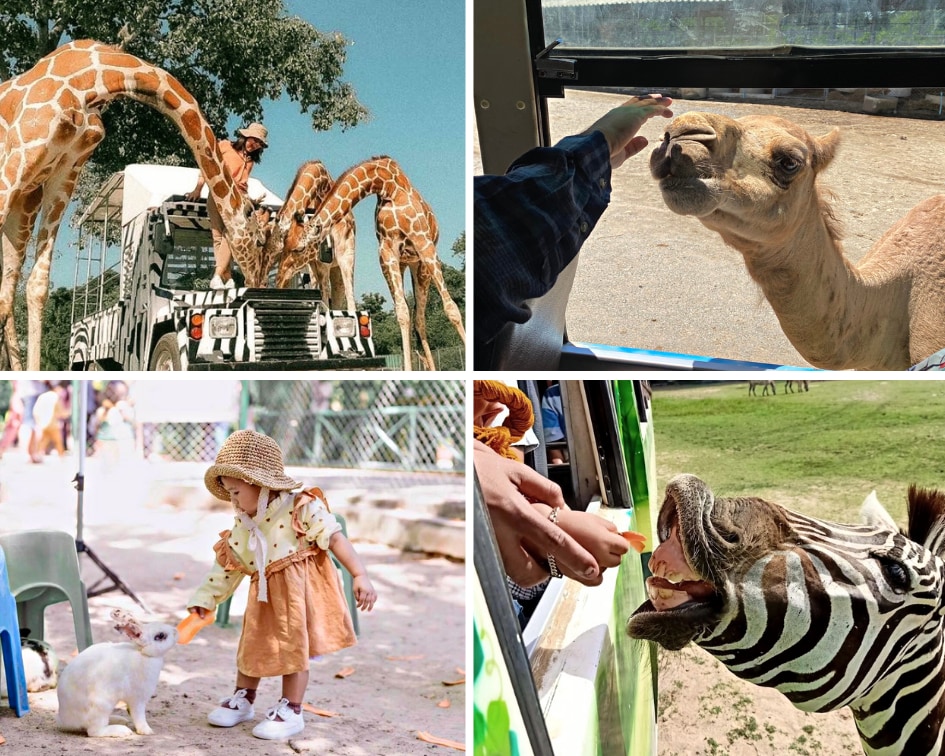 北碧府野生動物園和桂河大橋一日遊