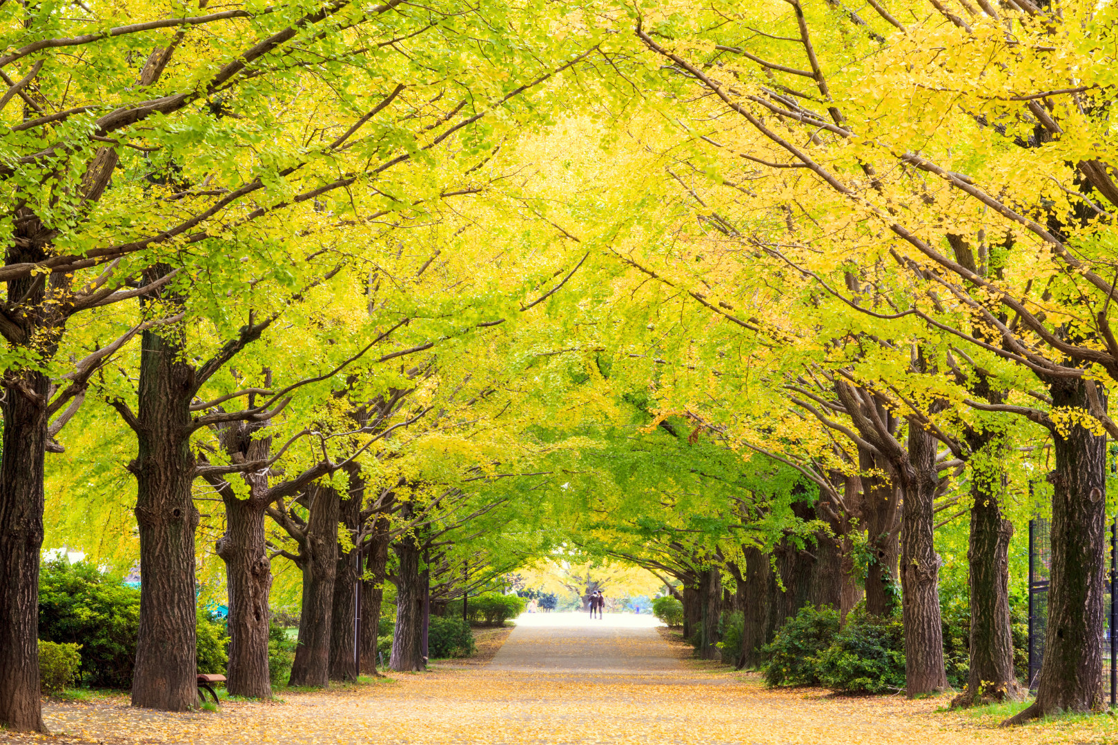 昭和紀念公園賞花一日遊 (東京出發)