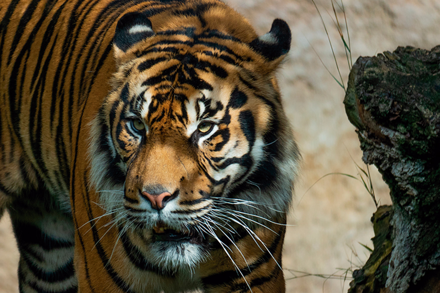 Bioparc Fuengirola chiptasi