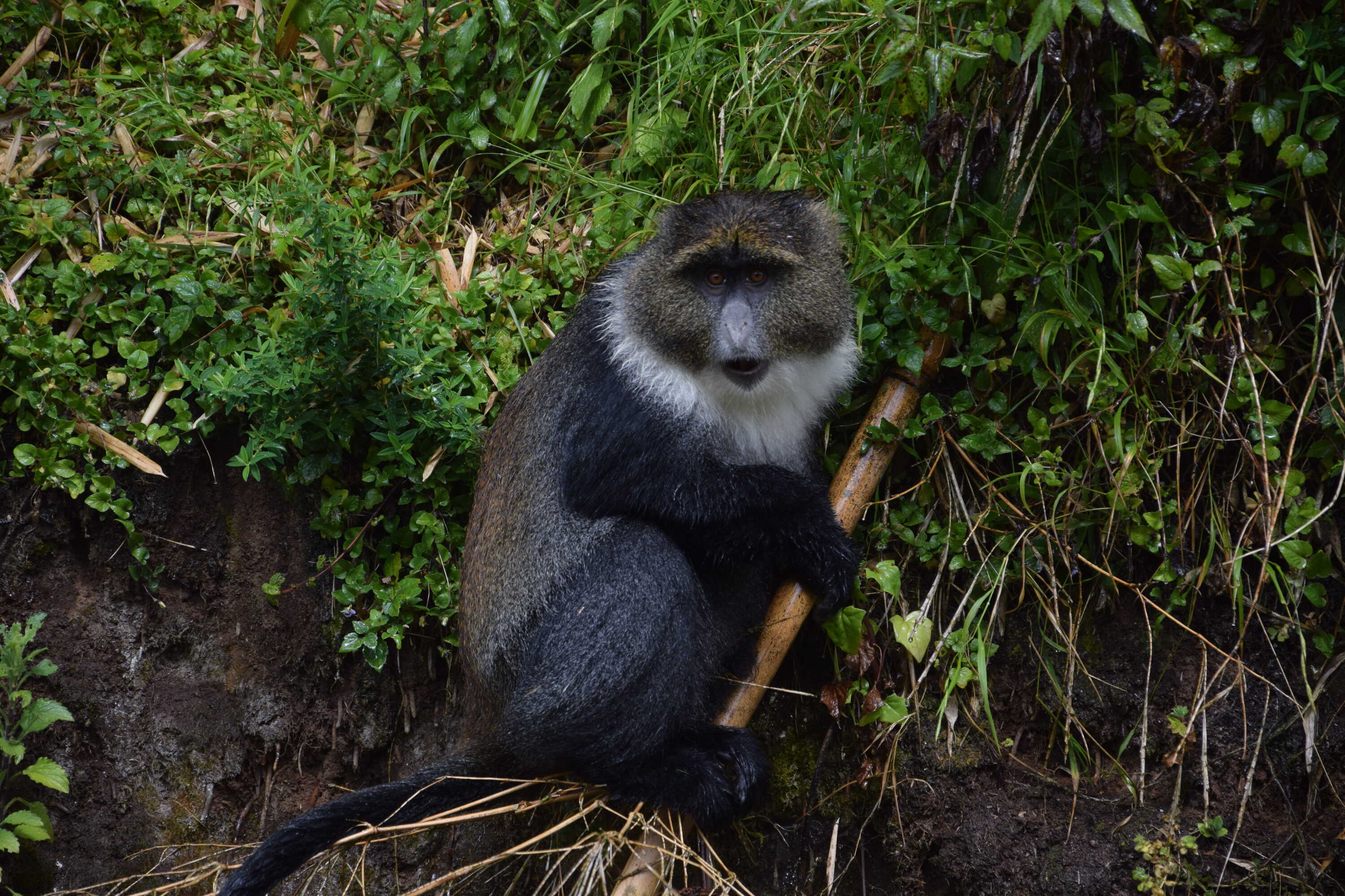 Nairobi 2-Day Aberdare Camping Safari: Waterfalls & Wilderness