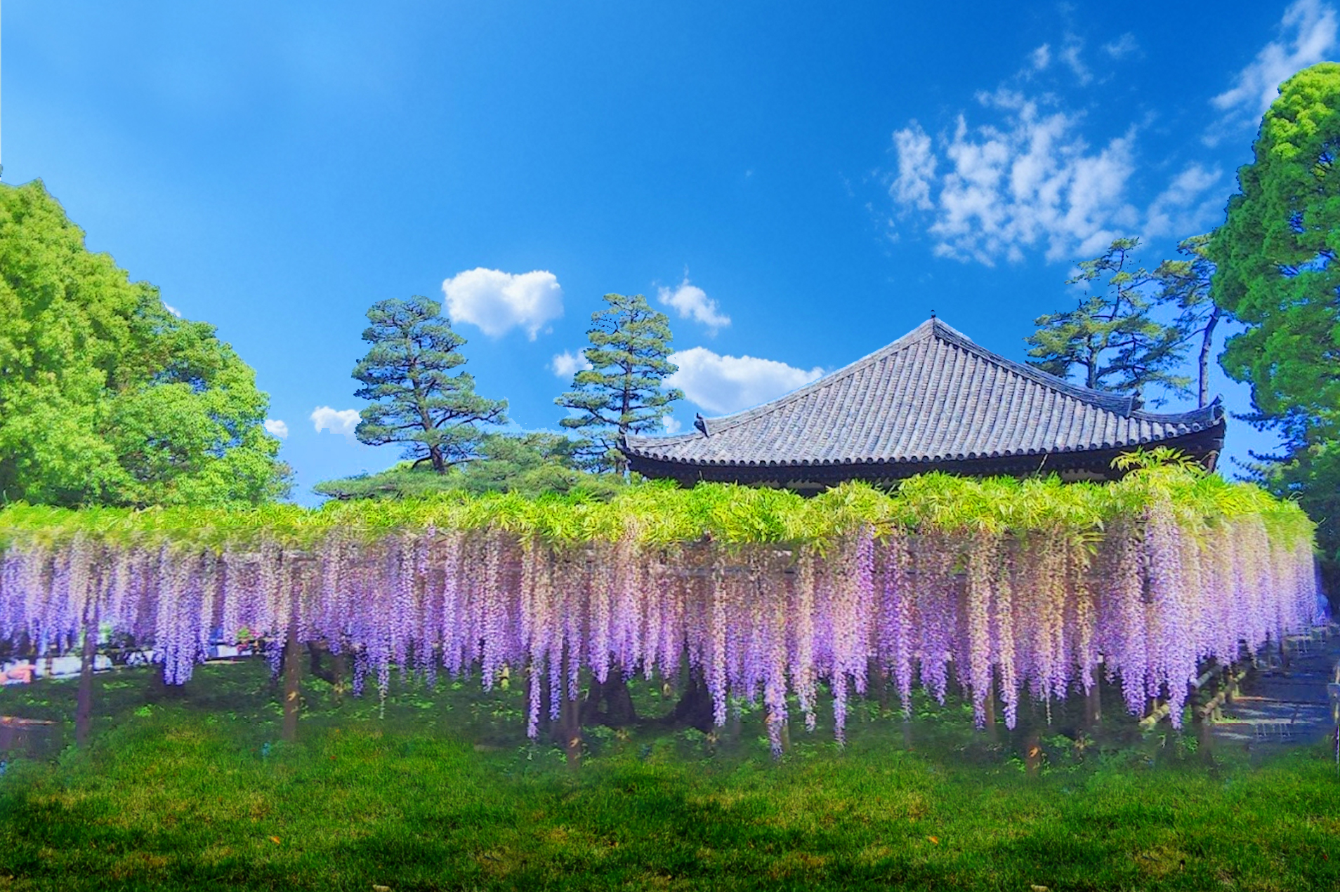 【京都&宇治一日遊】金閣寺&清水寺&平等院&宇治川&抹茶美食街&兔子神社&紫式部像（大阪或京都出發）