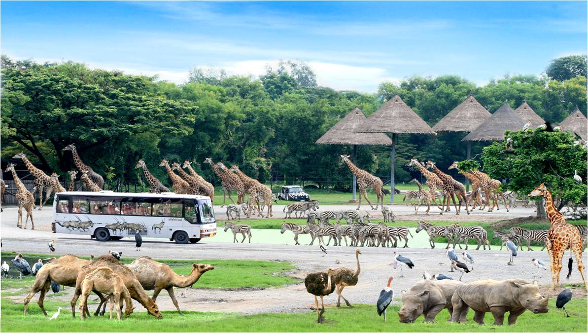 曼谷賽瑞福野生動物園門票，含阿爾法商務車私人接送服務