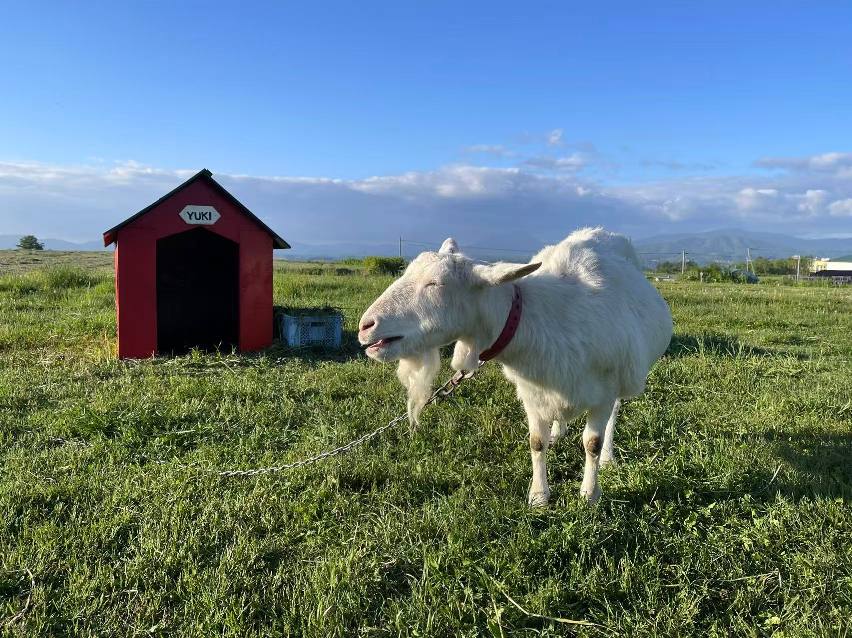 牧場風景清新開闊。 牧場風景清新開闊。