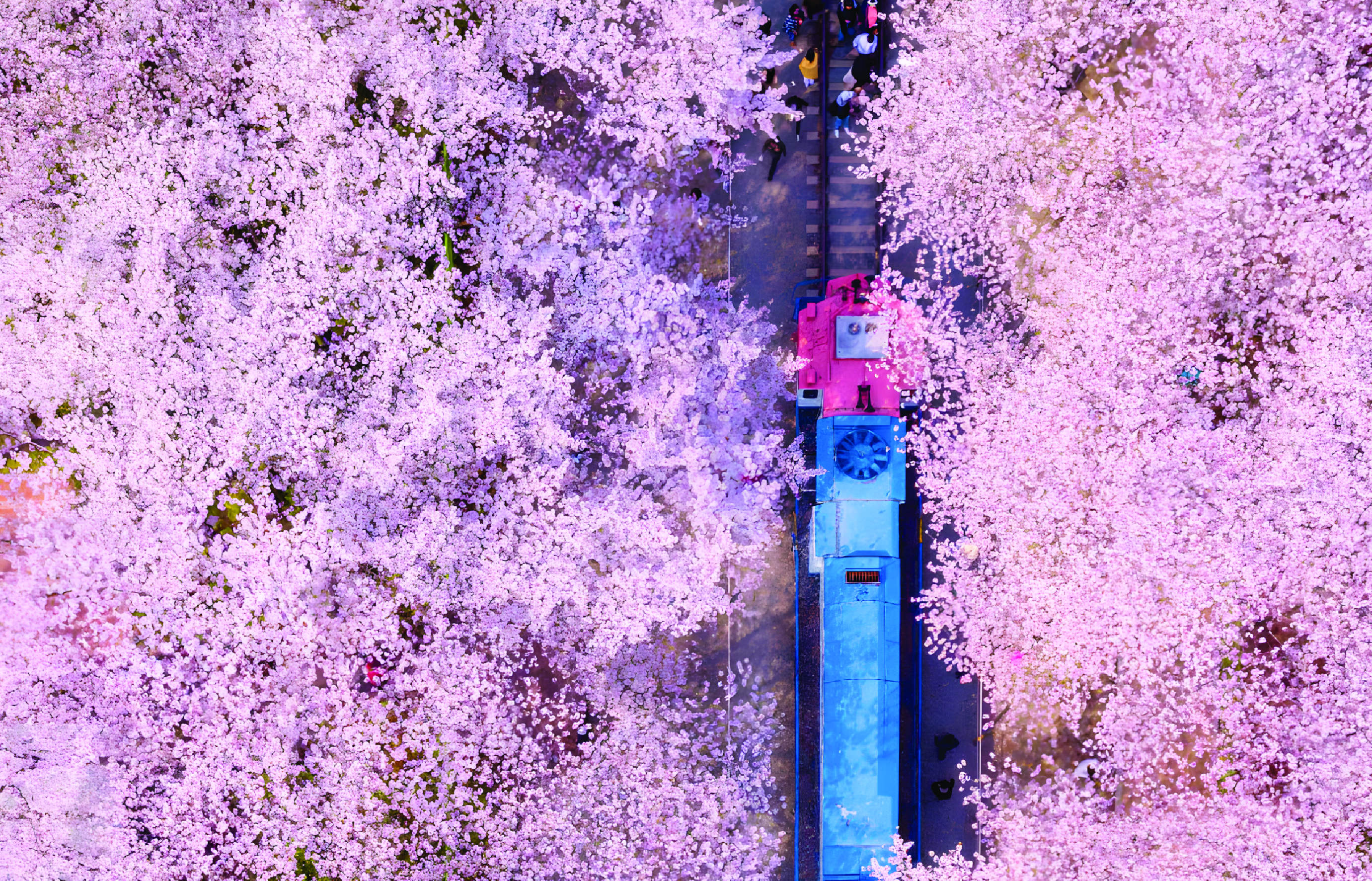 這個節日最具代表性的景觀是櫻花隧道。 當火車駛過時,鐵軌就像鋪滿了柔軟的粉紅色花瓣,營造出夢幻般的童話氛圍。 這個節日最具代表性的景觀是櫻花隧道。 當火車駛過時,鐵軌就像鋪滿了柔軟的粉紅色花瓣,營造出夢幻般的童話氛圍。