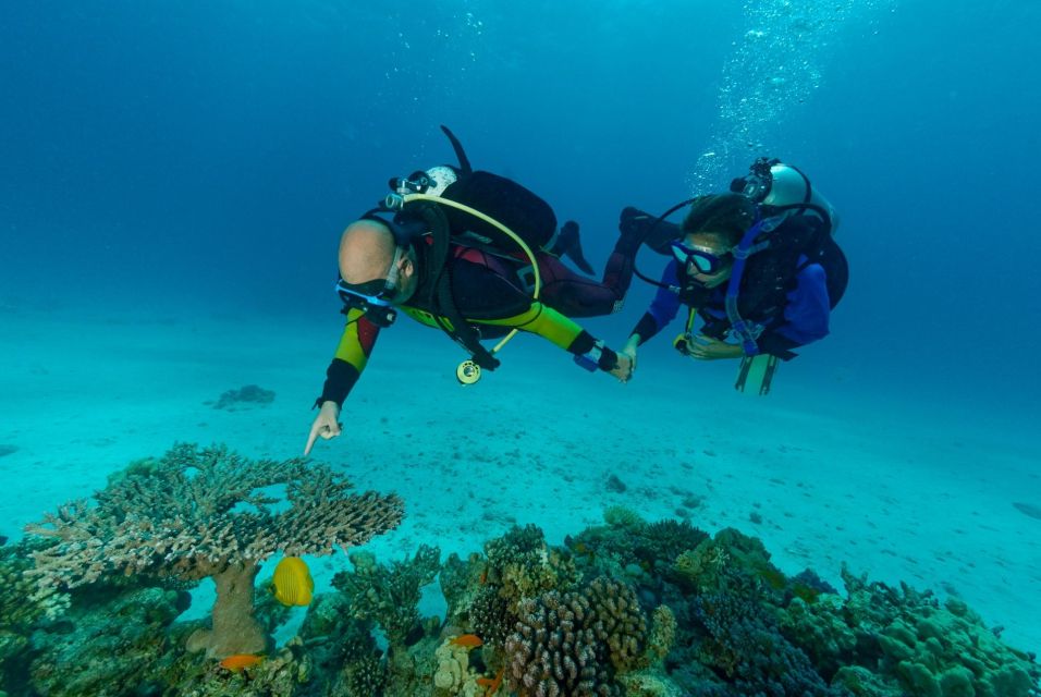 Sahl Hasheesh：潛水或浮潛游船之旅（含午餐）