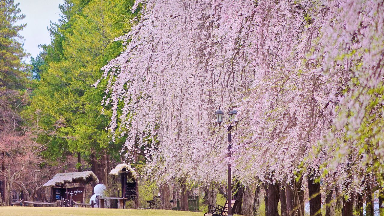羊駝牧場 / 南怡島 / 江村鐵路自行車 / 晨靜樹木園 / 樂高樂園 /  秋海棠鳥園
