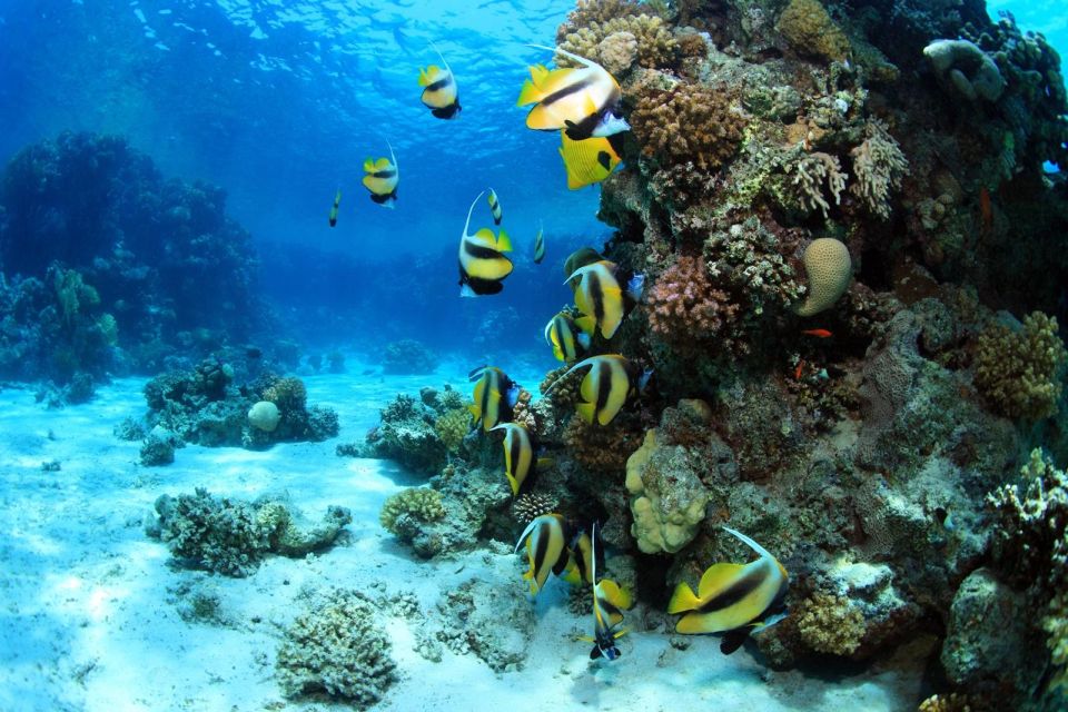 馬卡迪灣：馬加維什島和浮潛之旅（含自助午餐）