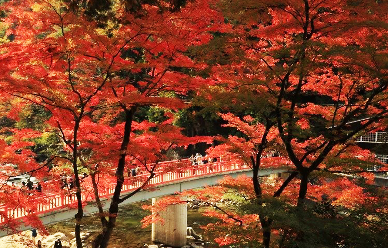 岐阜｜虎溪山永保寺＆香嵐溪“櫻花楓葉同框”一日遊｜名古屋出發