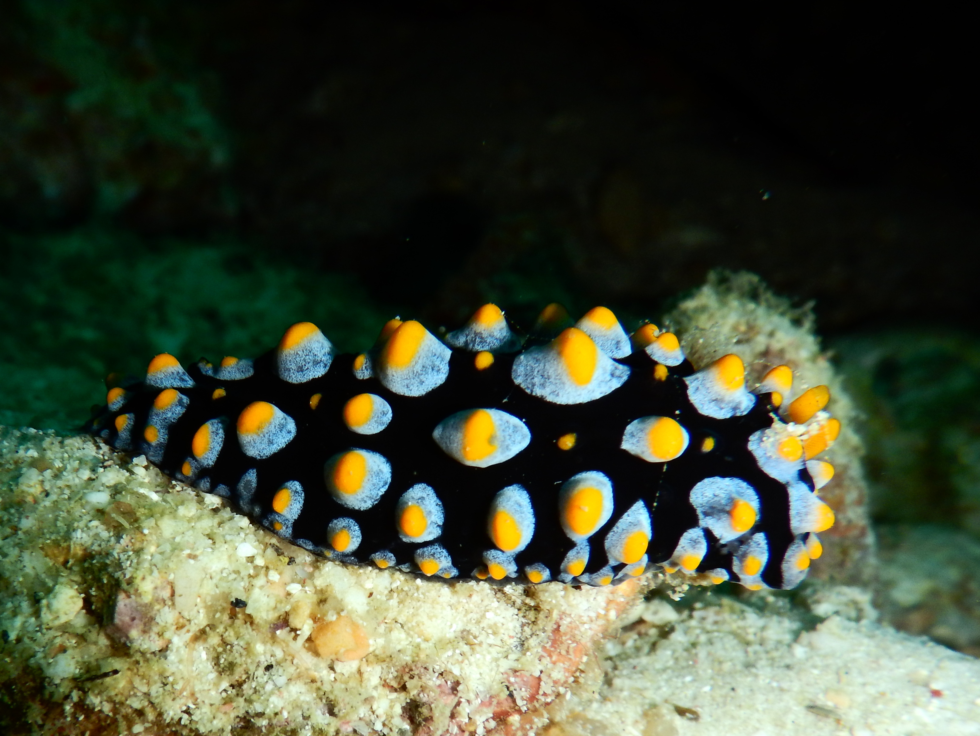 Sail Rock Discovery: Dive Tour in Koh Samui with PADI 5* Dive Center