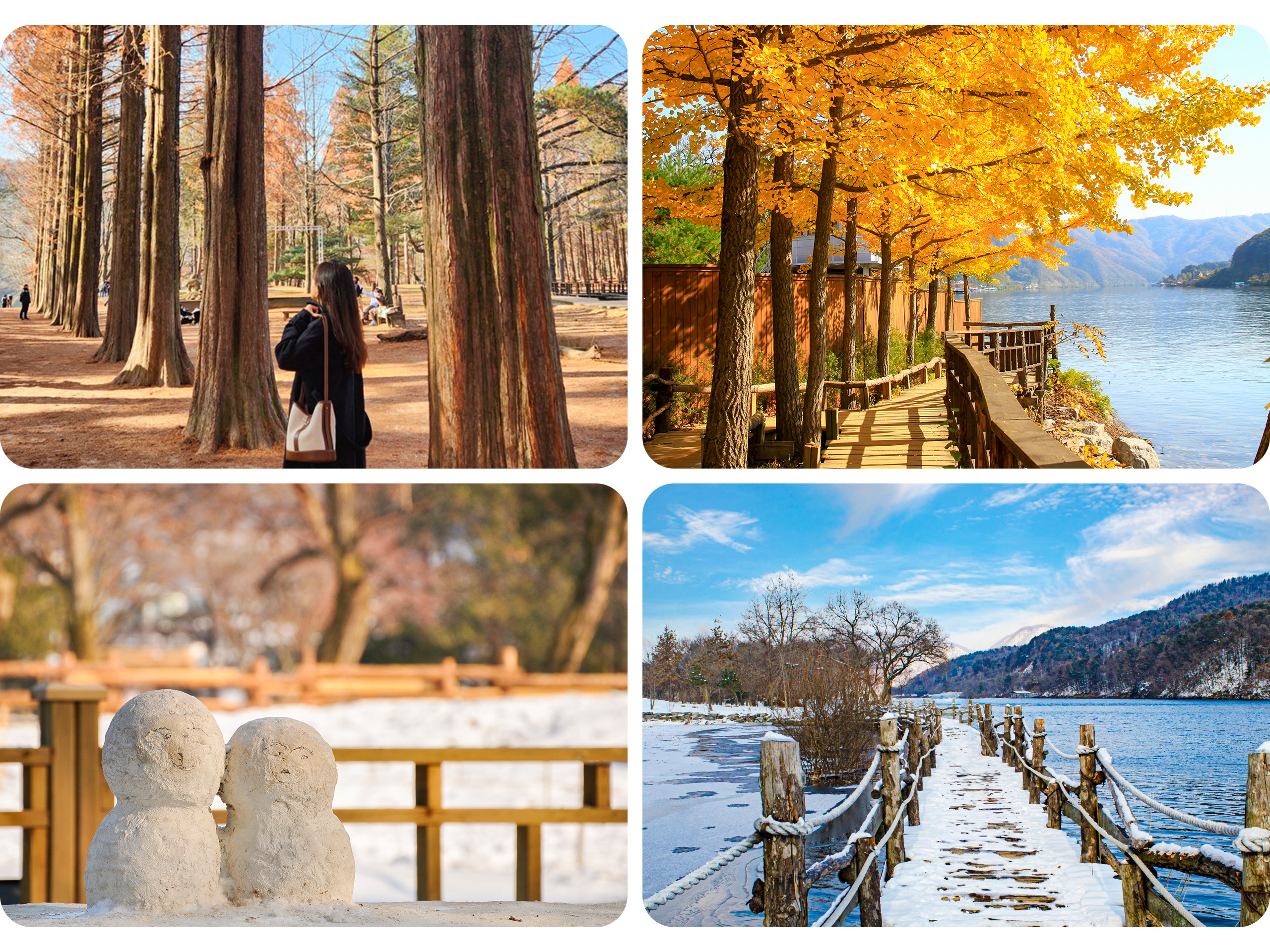 飽覽南怡島的秋冬美景。