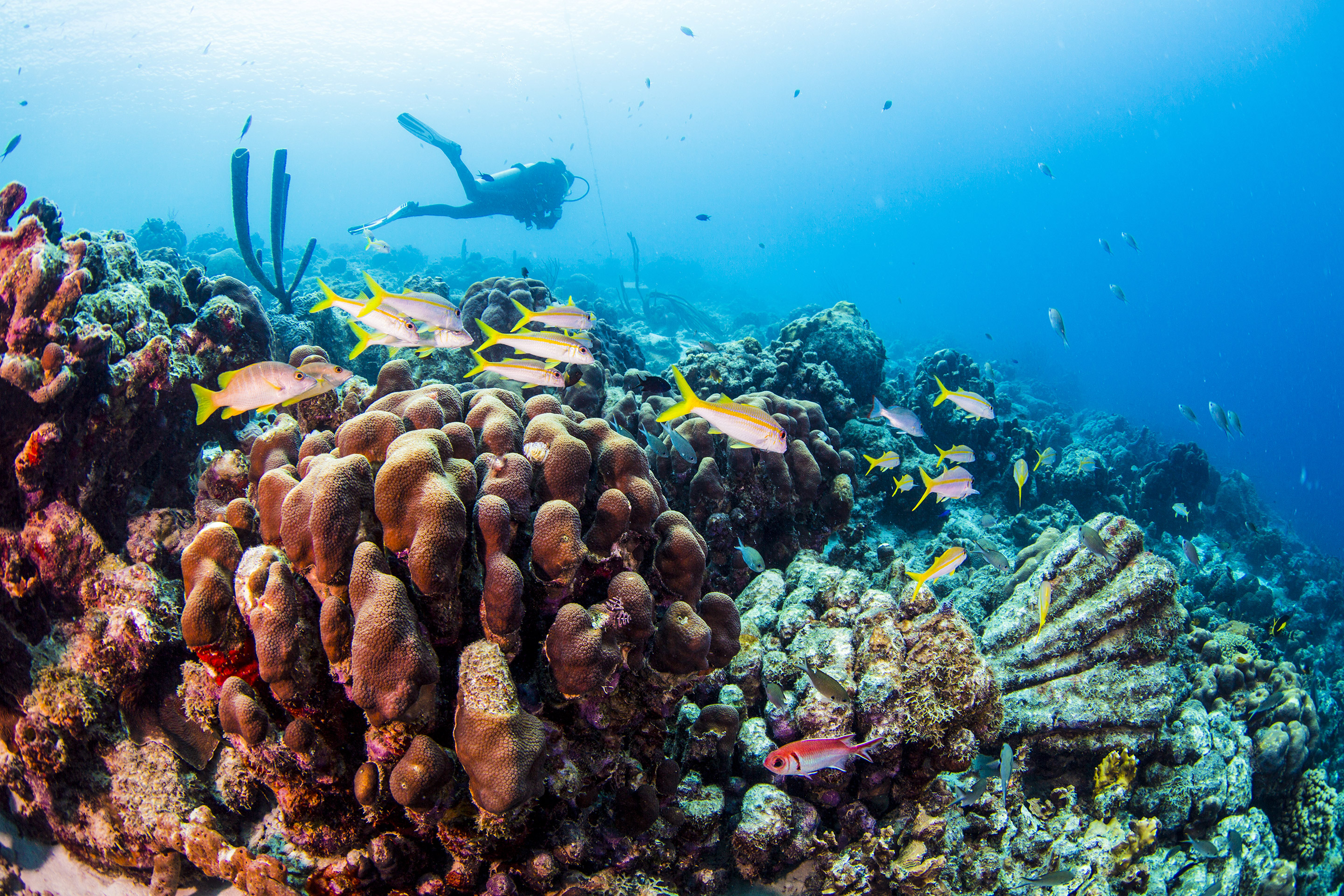 長灘島 PADI 潛水中心日出潛水體驗（08:00開始）