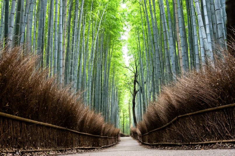 【嵐山竹林】＊限【嵐山赤松號散策行程】
位於京都嵐山地區的知名景點，是一條被數千根竹子包圍的步道。走在其中，翠綠竹林筆直高聳、隨風搖曳，氣氛十分靜謐夢幻，是來京都必去的自然景點之一。