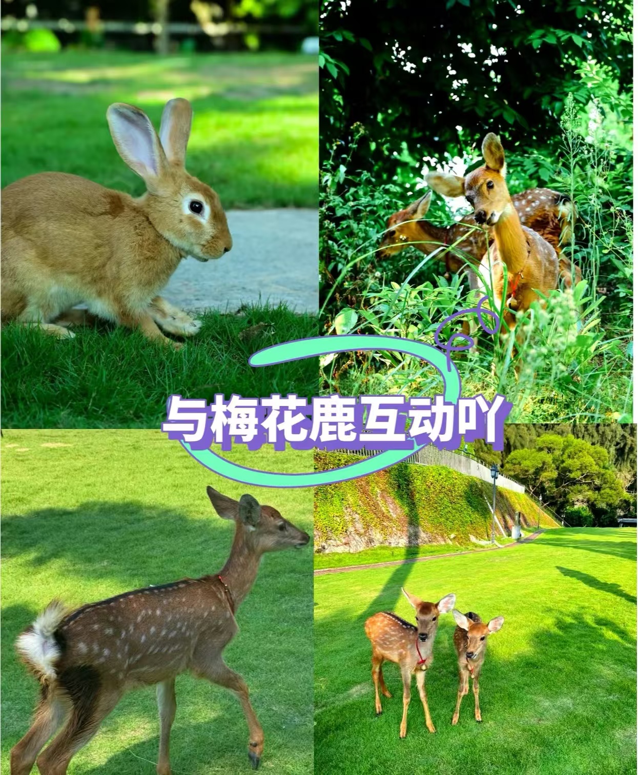 【Internet celebrity train】Shenzhen Yunhai Hotel accommodation package