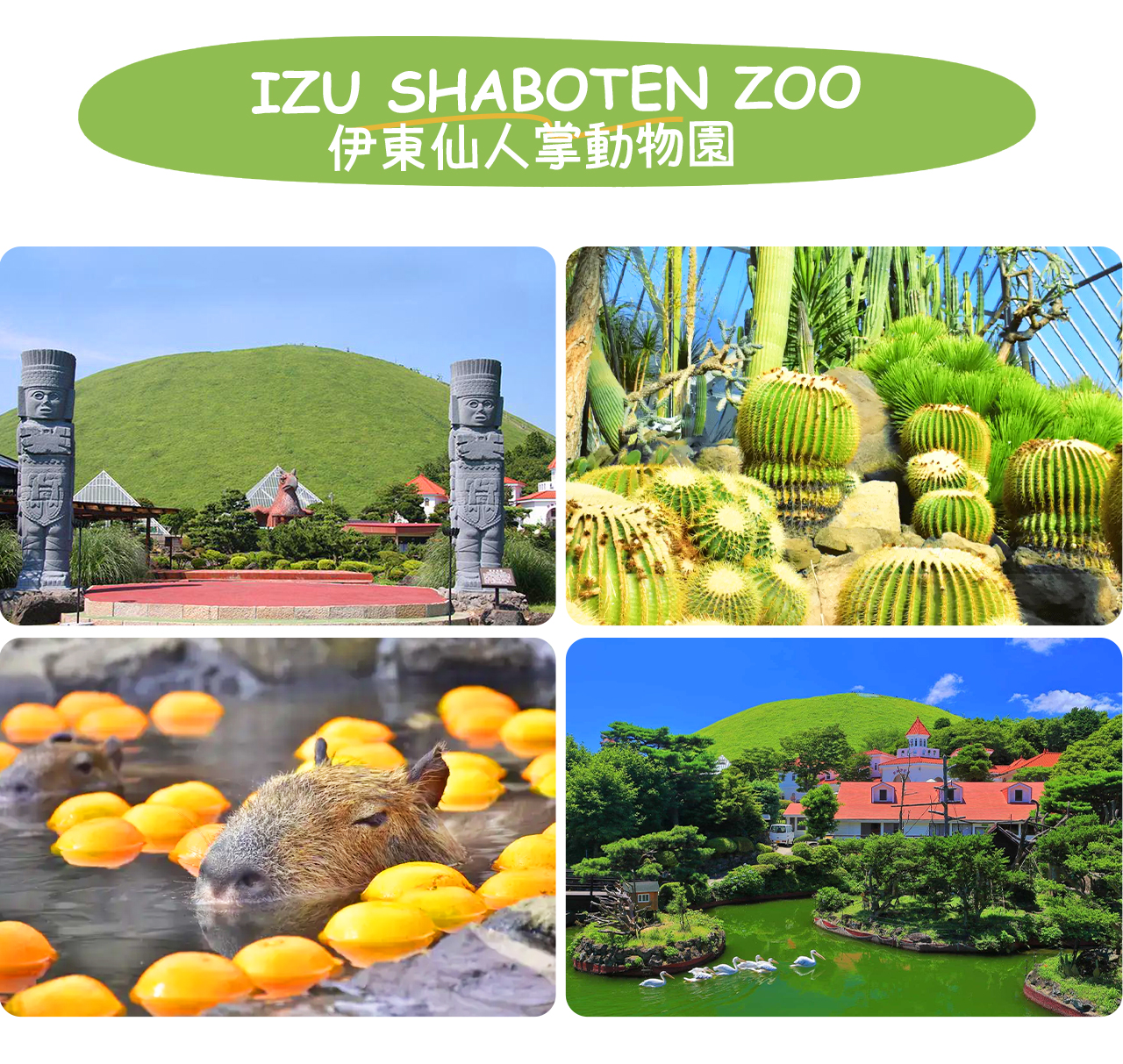 如果大室山纜車遭遇惡劣天氣停運-則前往伊東仙人掌動物園（動物園門票費用不包含，敬請自理。纜車費用可退還）伊豆仙人掌公園是集豐富多樣仙人掌與熱帶植物展示的獨特植物園，適合親子游覽。