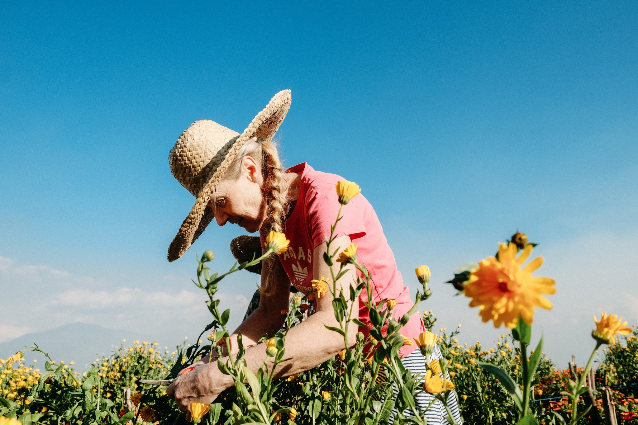 Atok Gardens Day Tour