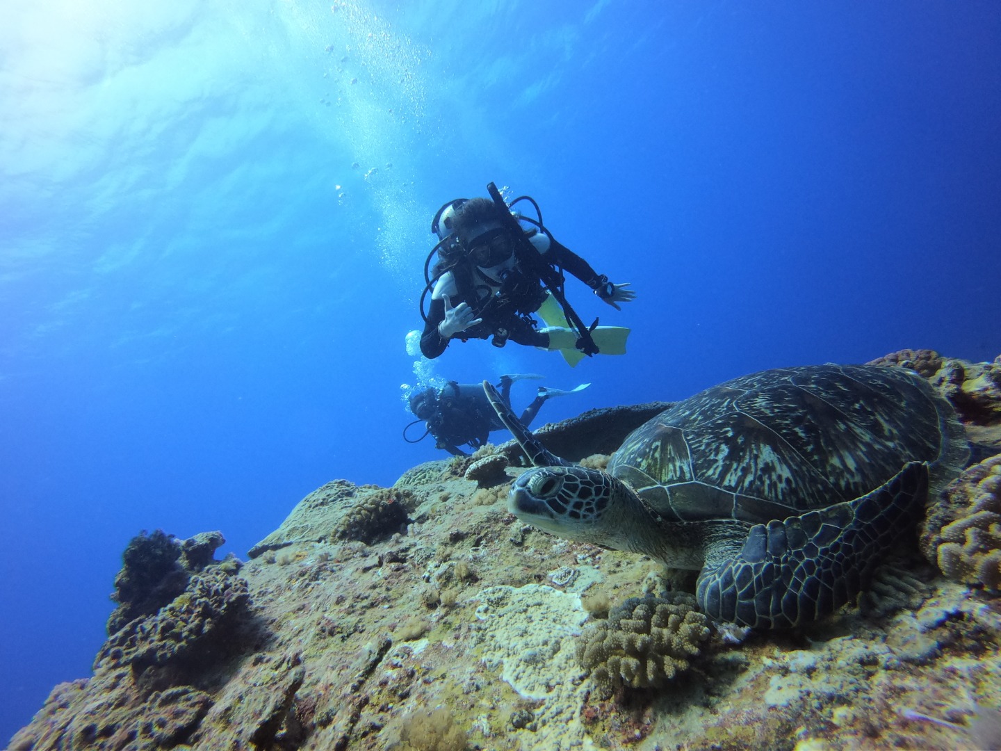 海中能見度時常能達到30公尺以上，還有機會與海龜共遊