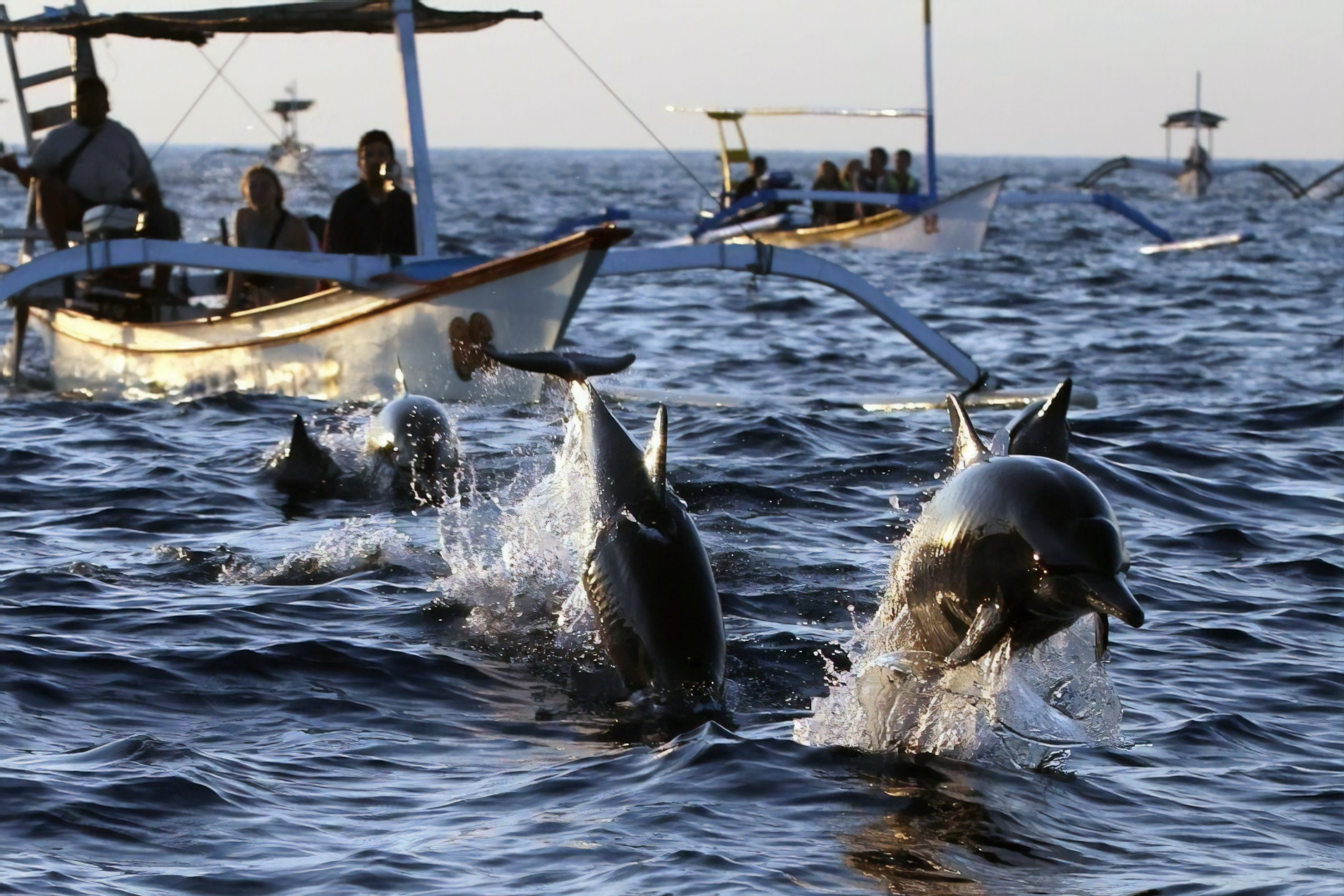 dolphins at lovina beach in bali