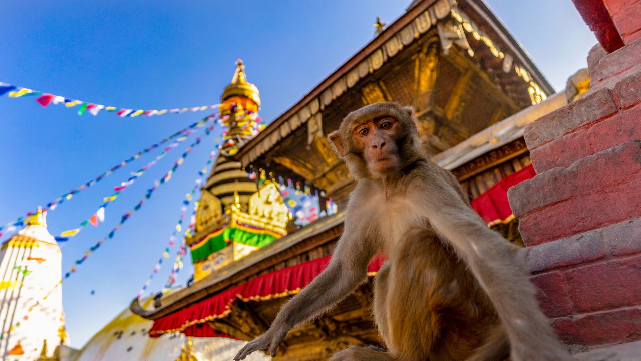 加德滿都昌德拉吉里纜車 & 猴子廟之旅